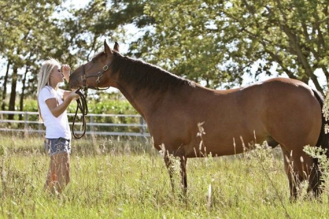 Visit Cornerstone Reining Horses