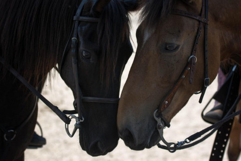 Visit Rocky Rose Ranch - Star Bright Farms