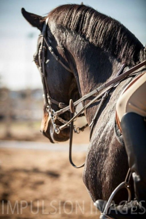 Visit Global Equestrians International