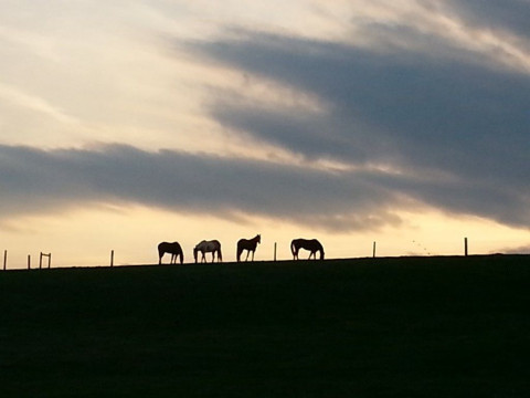 Visit Lonely Hoof Farm