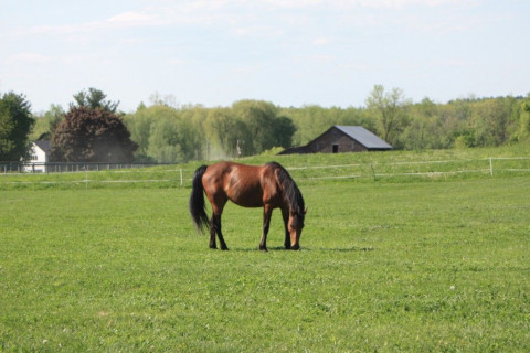 Visit Liberty Farms Equestrian Center