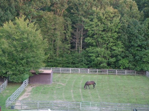 Visit Lexy Hall Stables