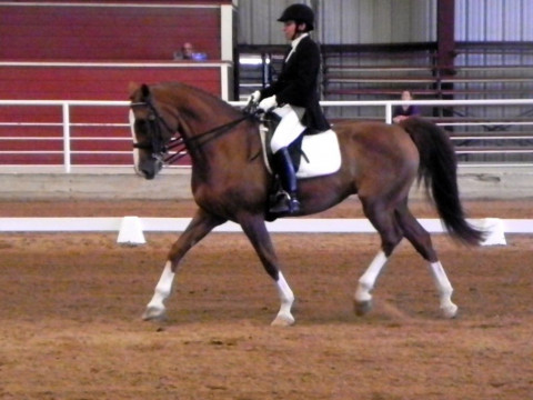 Visit Waterloo Equine Service Horse Boarding Austin Texas