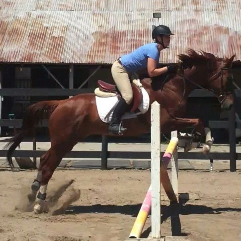 Visit Horses Horses Horses summer camp