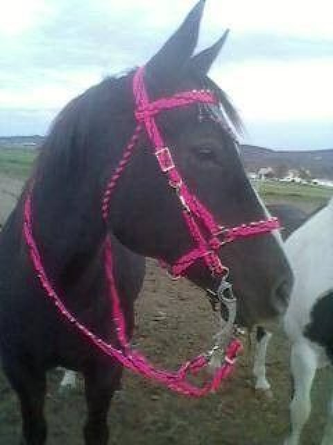 Visit Pleasant View Stable