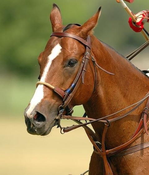 Visit Polo Holiday in Argentina with Palo Alto Polo Club