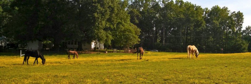 Visit Woodlawn Stables