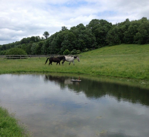 Visit Misty spring stables