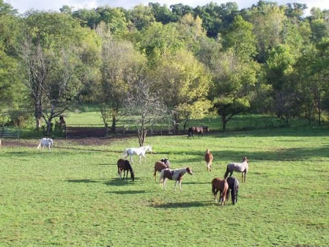 Visit Phoenix Boarding Farm