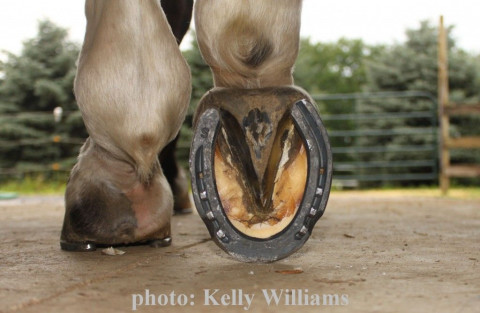 Visit KELLY'S HOOF CARE, LLC