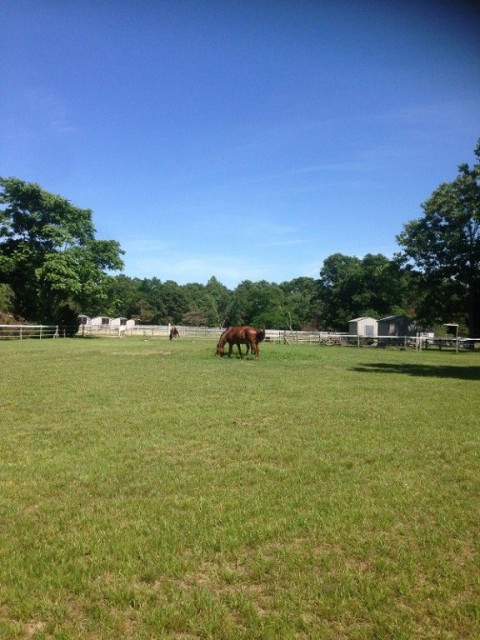 Visit Forest Edge Stables LLC