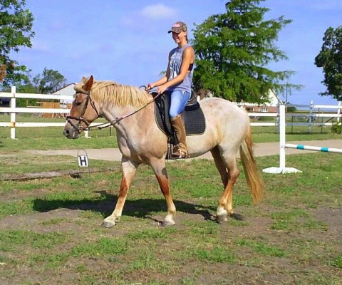 Visit CAPRIOLE SCHOOL OF RIDING hosts Erin Chase Blake