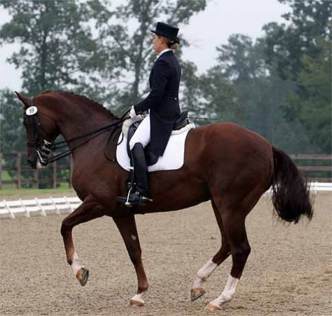 Visit Amanda Persons Dressage