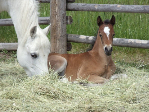 Visit Bridger Canyon Stallion Station