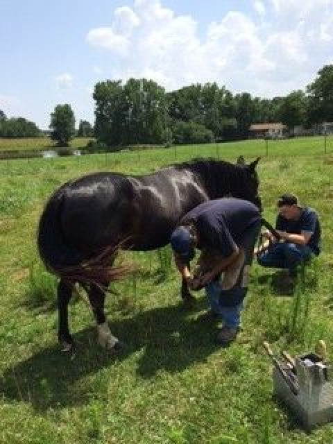 Visit Spring Farrier Service