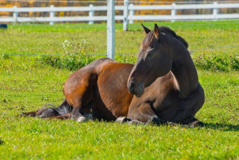 Visit Berkshire Equestrian Center