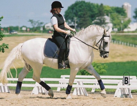 Visit Mindy Knoll Classical Dressage