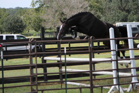 Visit Shamrock Lee Farm