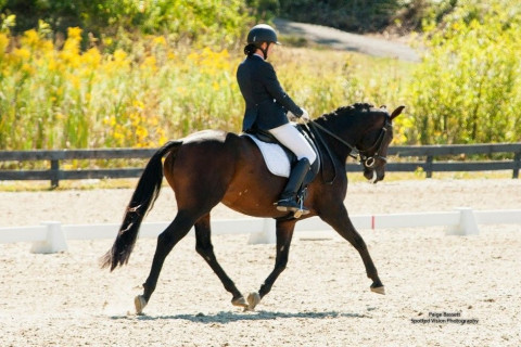 Visit Laisser Faire Dressage
