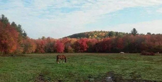 Visit Maple grove farm