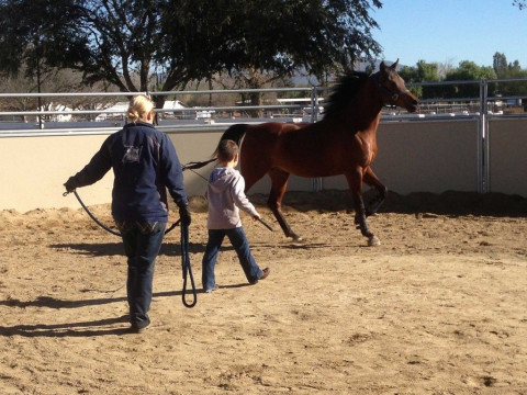 Visit Bellerophon Equestrian Center