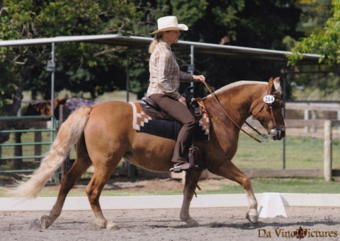 Visit Kacey Sport Ponies