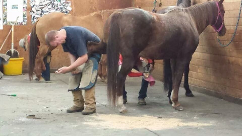 Visit Clayton's Farrier Services, LLC