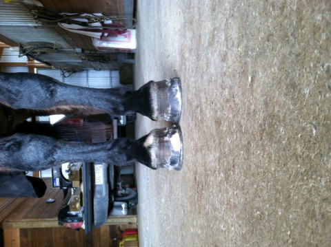 Visit Tand J Farrier Service