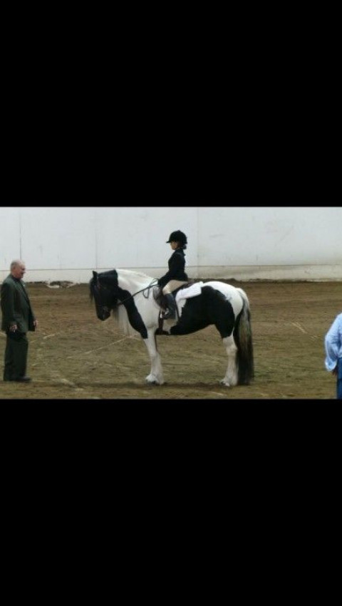 Visit Amber Jones Training and Boarding Stable