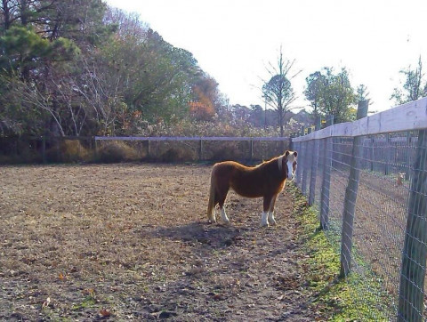 Visit Nathan and Tania Reining Horses