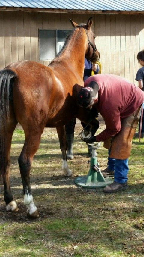 Visit Hawk's Natural Hoof Care