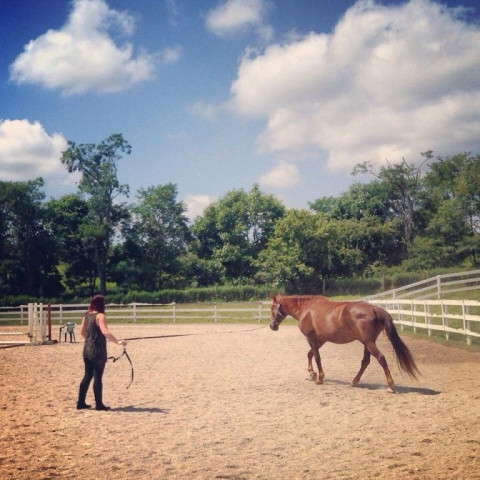 Visit Bainbridge Equestrian Center