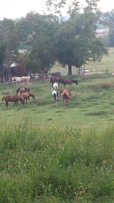 Visit Oglesby Stables