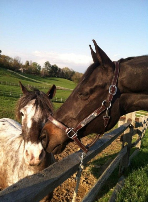 Visit Greylyn Farm Riding Academy