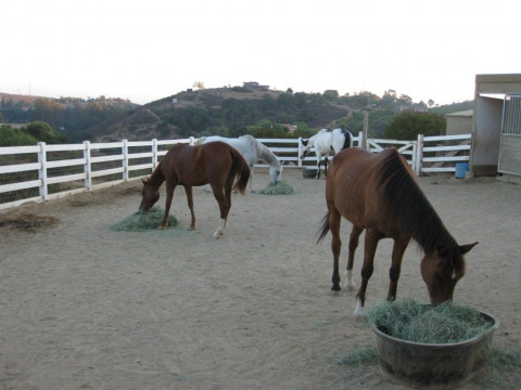 Visit True Love Horse Boarding