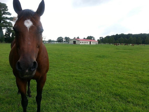 Visit Rivers Landing Farm