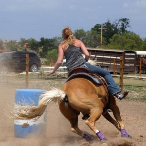 Visit A&J Performance Horses and Training