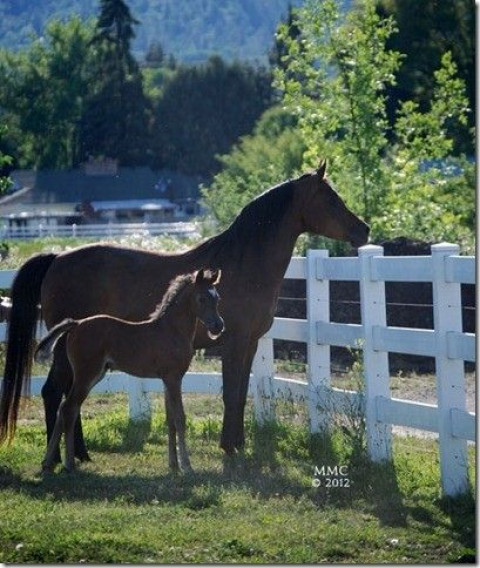 Visit Marashah Arabians