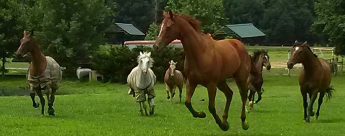 Visit Deer Antler Equestrian Center