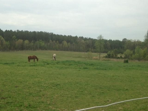 Visit Painted Oaks Retirement Horse Boarding