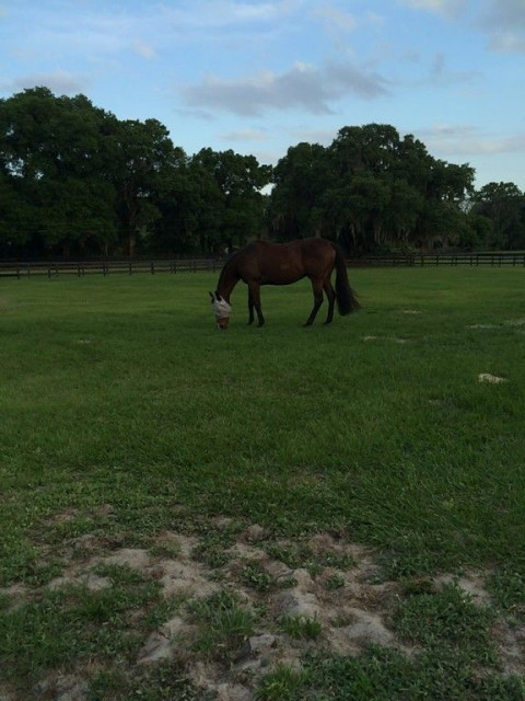 Visit Struck By Luck Farms