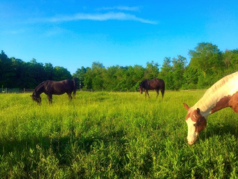 Visit Timber Run Farm