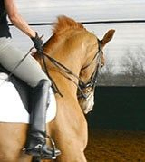 Visit Cavalli Dressage, LLC