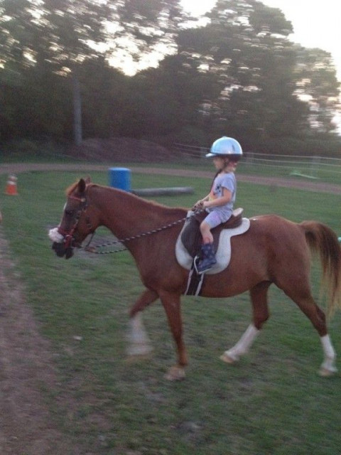 Visit Saddlebrook Horse School