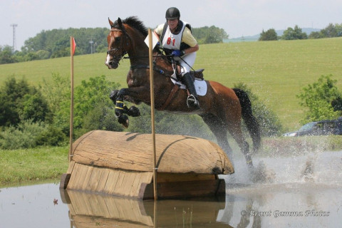Visit Allan Sport Horses