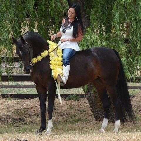 Visit *~*Marisa Performance Horses-Lessons, Training, and Board*~~*