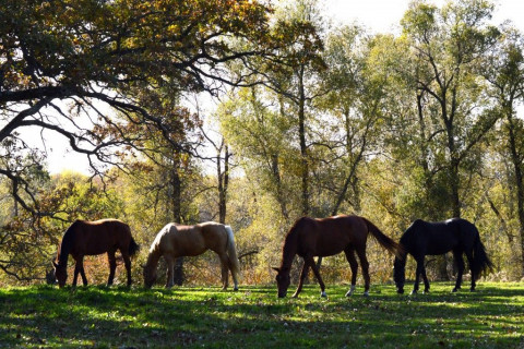 Visit Hickory Grove Farm