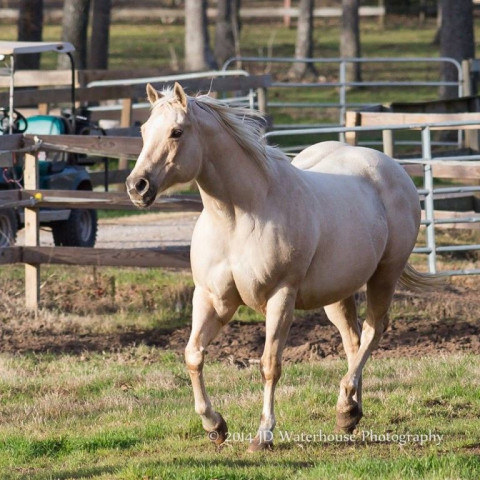 Visit triple j racing and breeding stables