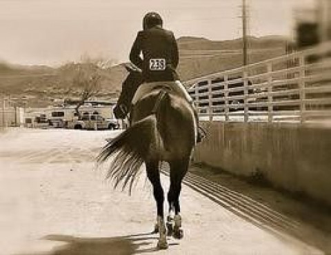 Visit Desert Bloom Horse Training and Sales