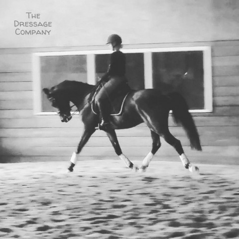 Visit The Dressage Company